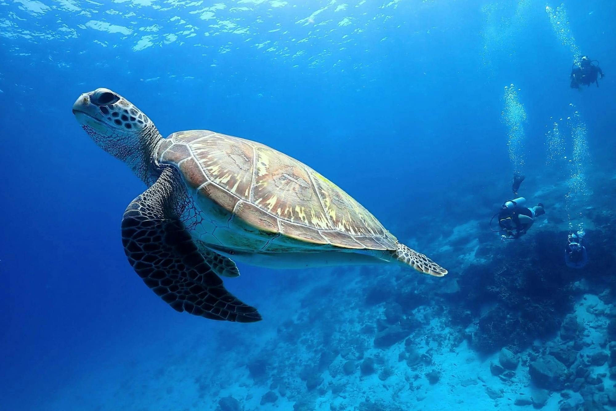Racha Islands scuba diving trip with up to 3 dives at for all levels