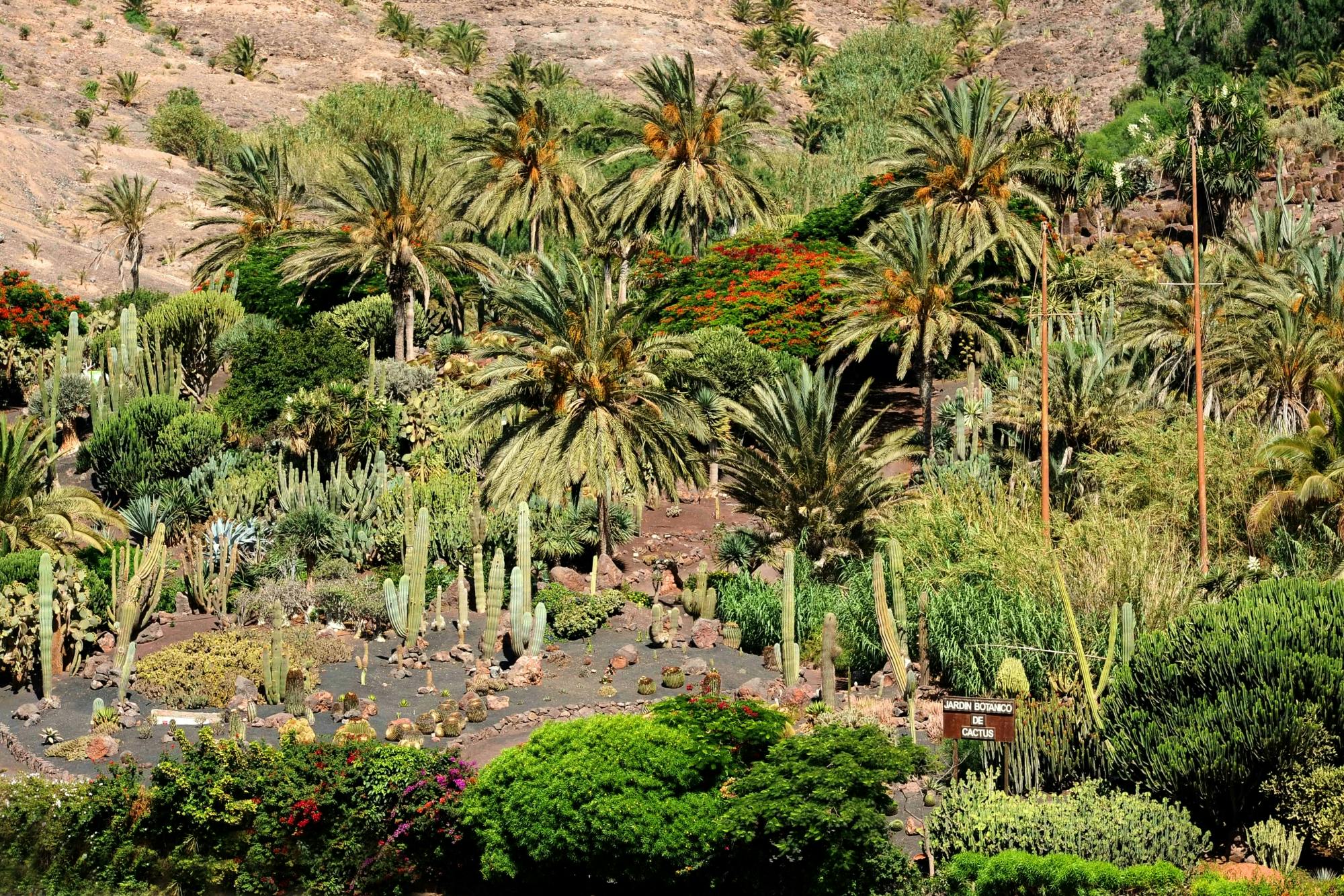 Visita guiada «Oasis Wildlife Fuerteventura Botanic Experience»