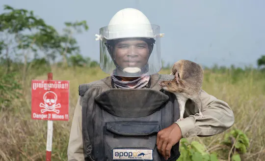 City highlights tour and APOPO Hero Rat experience in Siem Reap