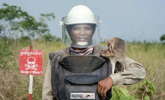 Wycieczka po najważniejszych atrakcjach miasta oraz spotkanie z „bohaterskimi szczurami” z organizacji APOPO w Siem Reap
