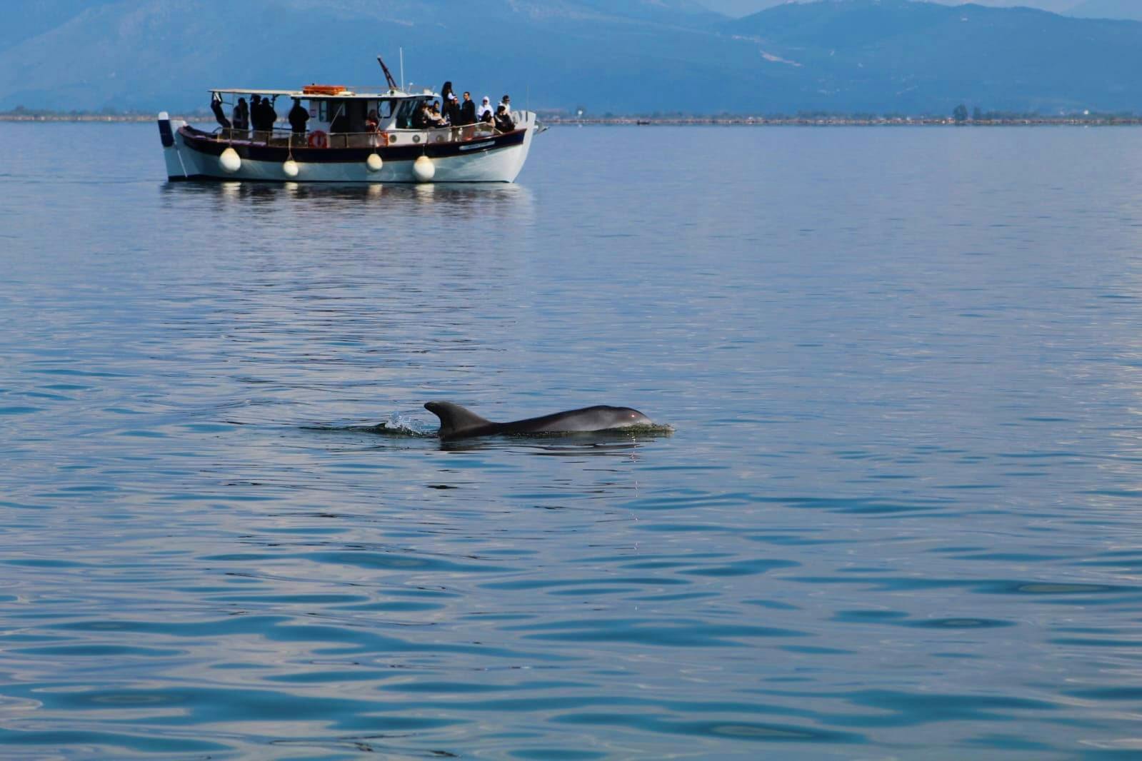 Amvrakikos Gulf wildlife cruise with swim stops