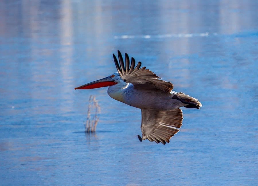 Amvrakikos Gulf wildlife cruise with swim stops