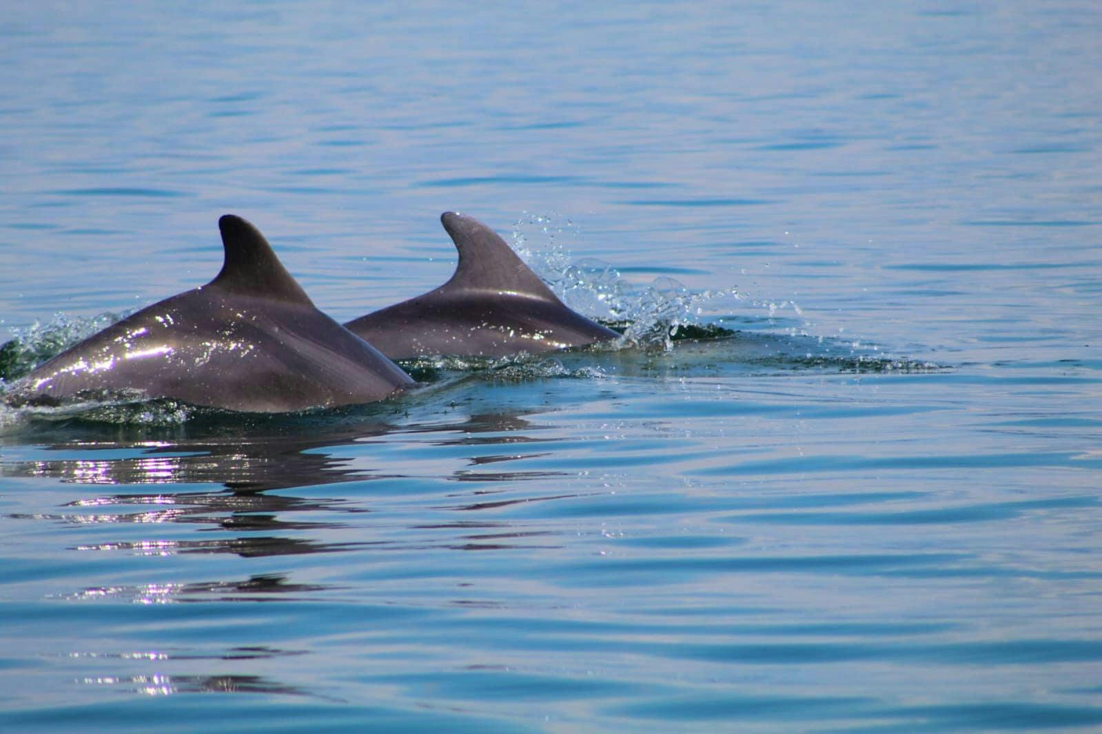 Amvrakikos Gulf wildlife cruise with swim stops