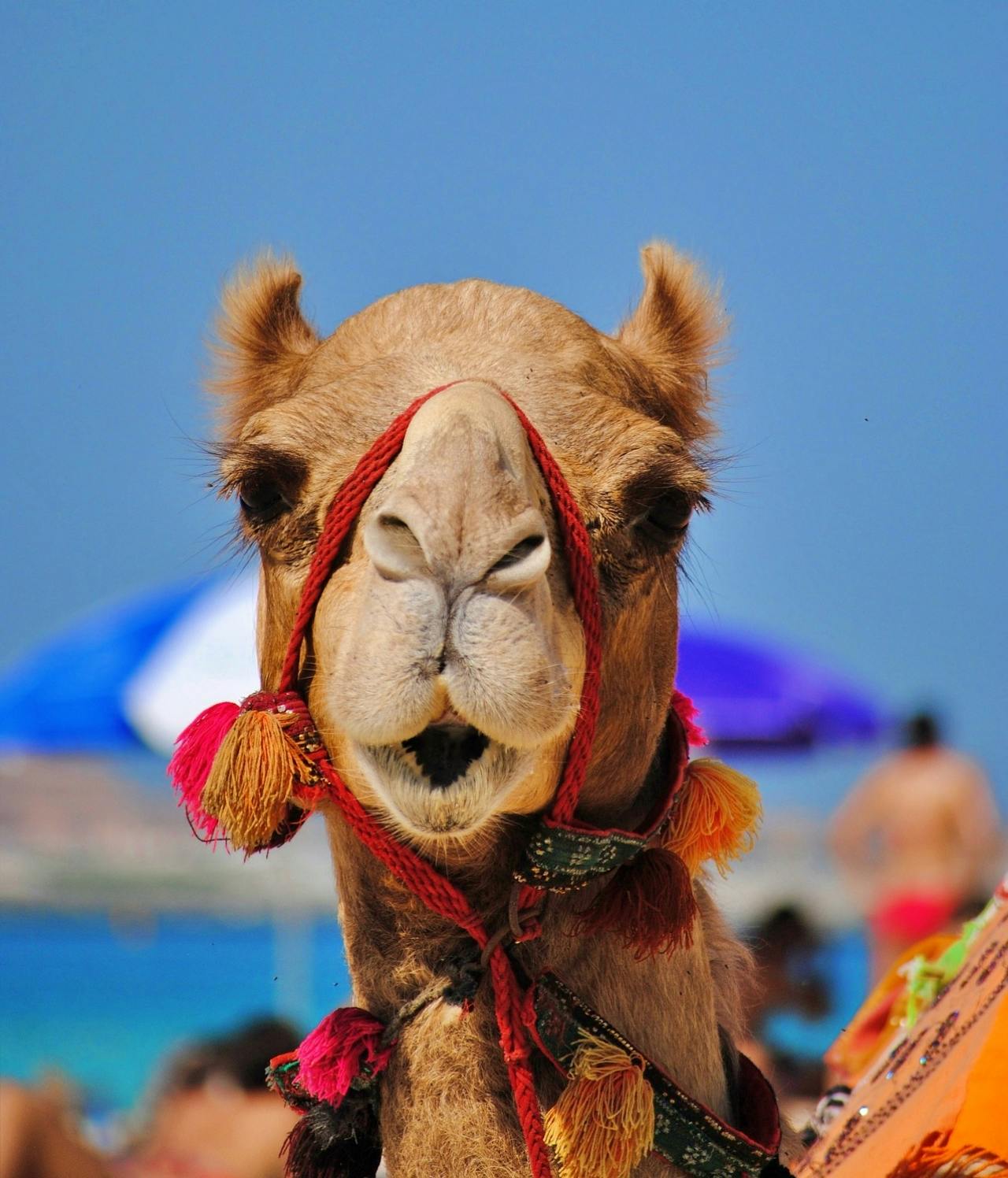 Quad bike morning tour with camel ride and tea in Hurghada