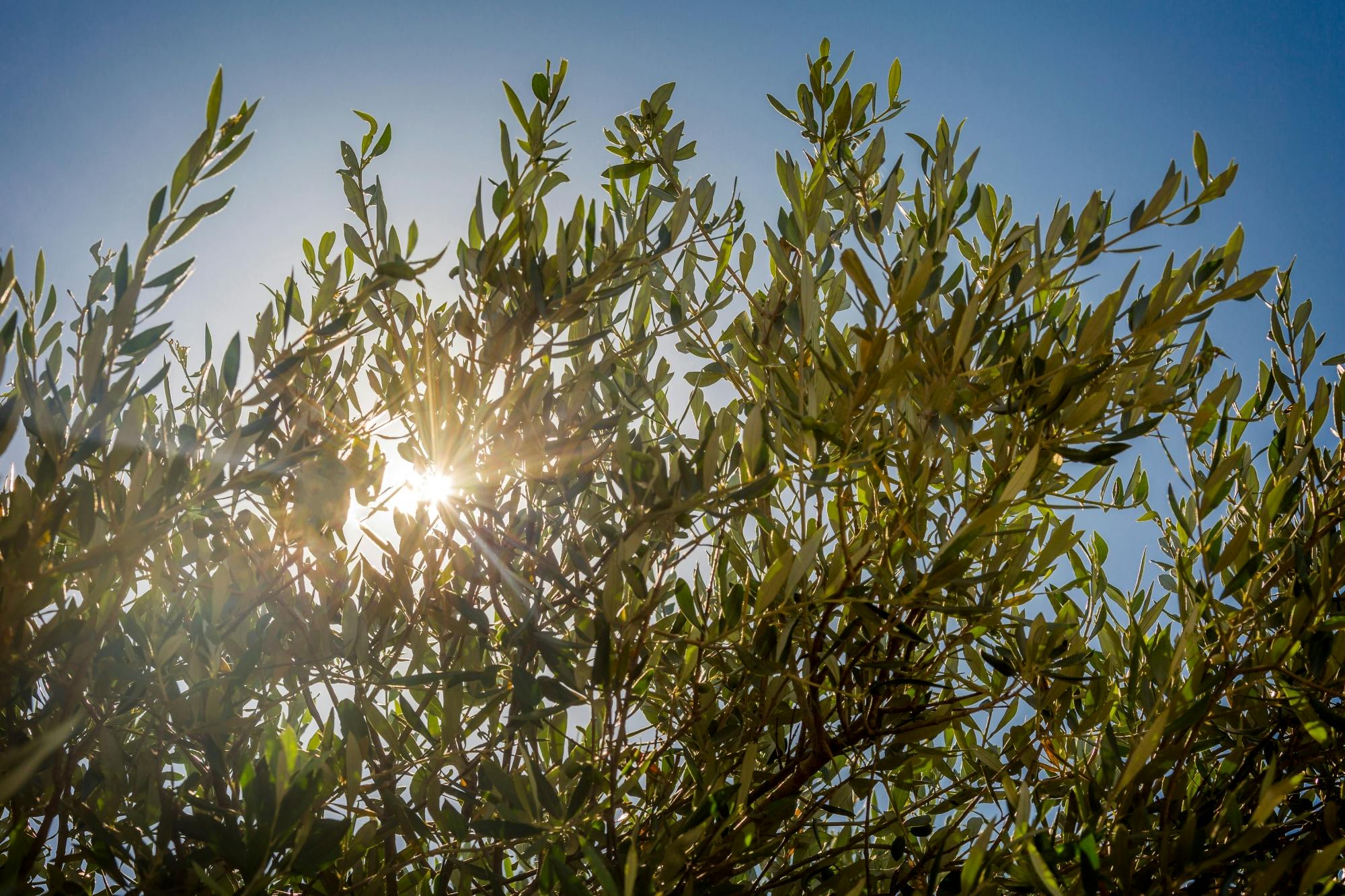 Androusa Castle & Olive Tour