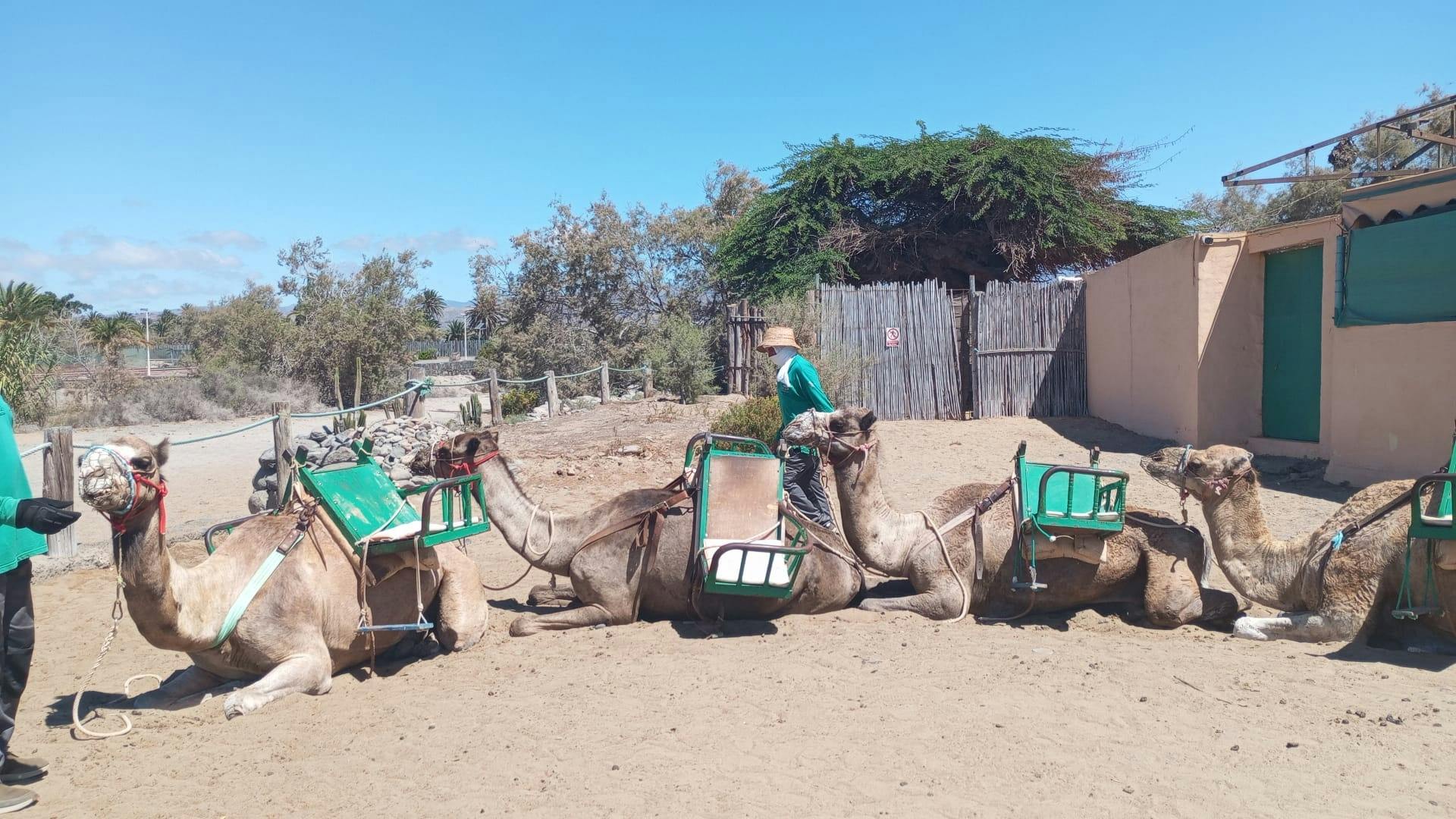 Passeio de scooter elétrica pela cidade com safári de camelo pelas dunas de Maspalomas