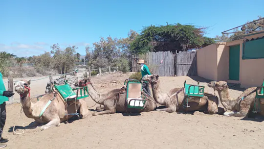 E-Scooter-Stadtrundfahrt mit Kamelsafari durch die Dünen von Maspalomas