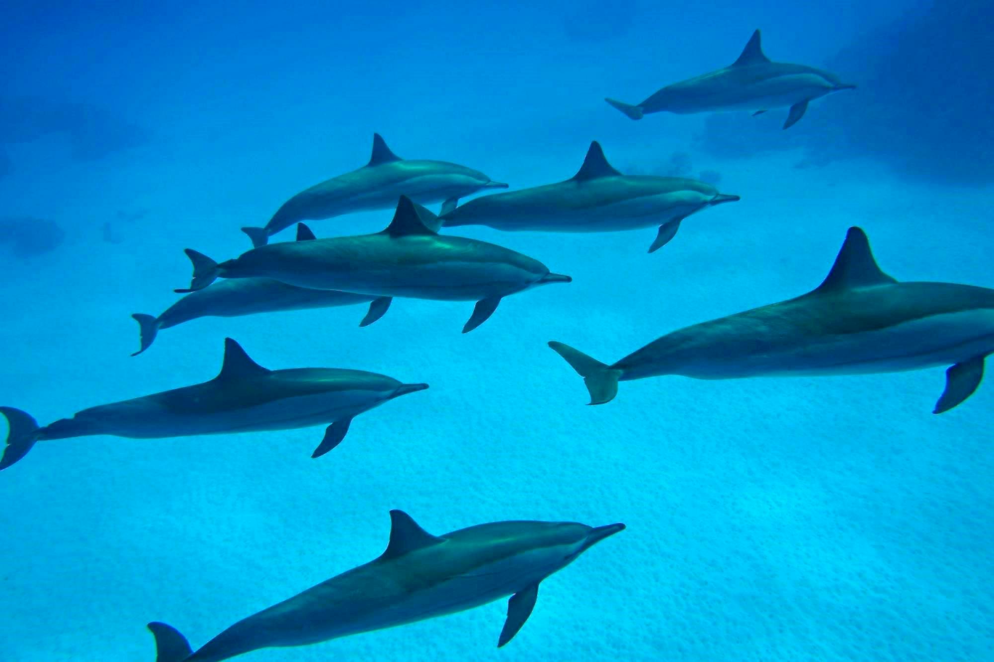Crucero con esnórquel y buceo para principiantes de Dolphin House en Marsa Alam