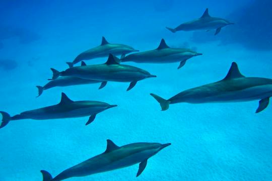 Dolphin House snorkeling cruise and diving for beginners in Marsa Alam