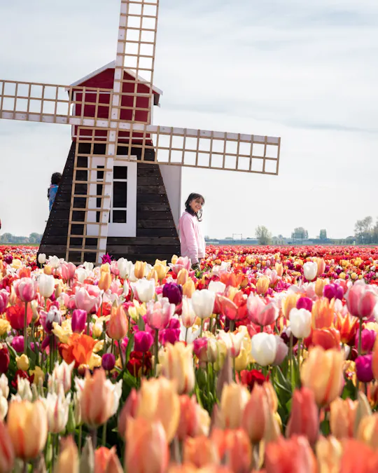Experiência de Tulipas em Amesterdão com Museu e Jardim de Exposição de Tulipas