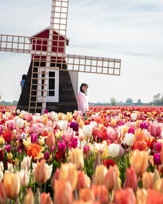 Tulip Experience Amsterdam with Museum and Tulip Show Garden