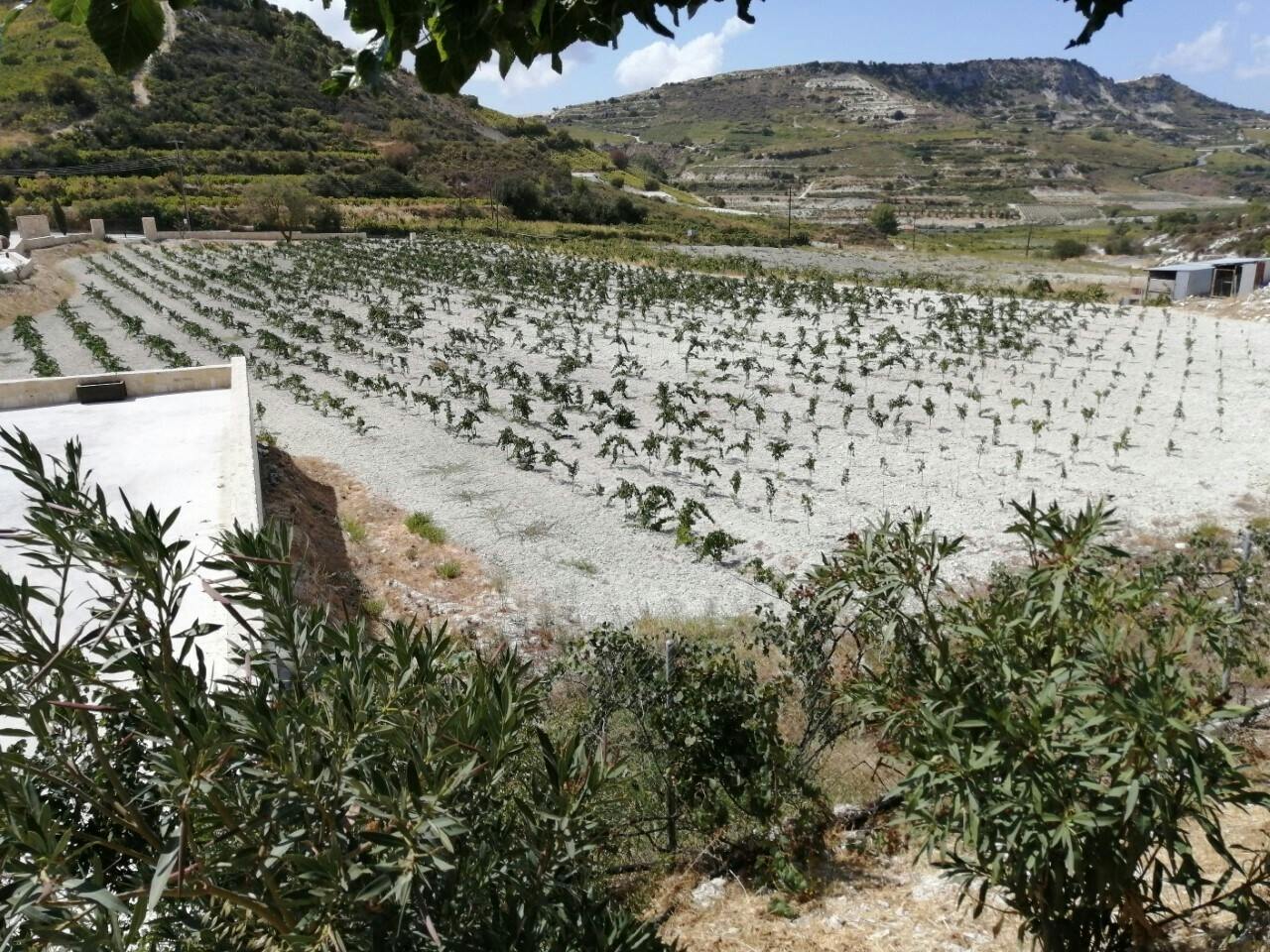 Ancient Kourion, Omodos and winery tour from Limassol