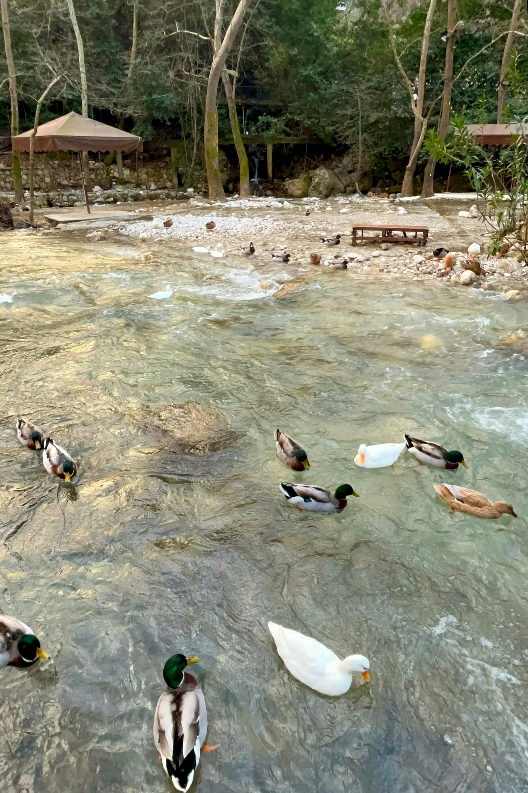 Olympos ancient city small group tour with fish on tile tasting