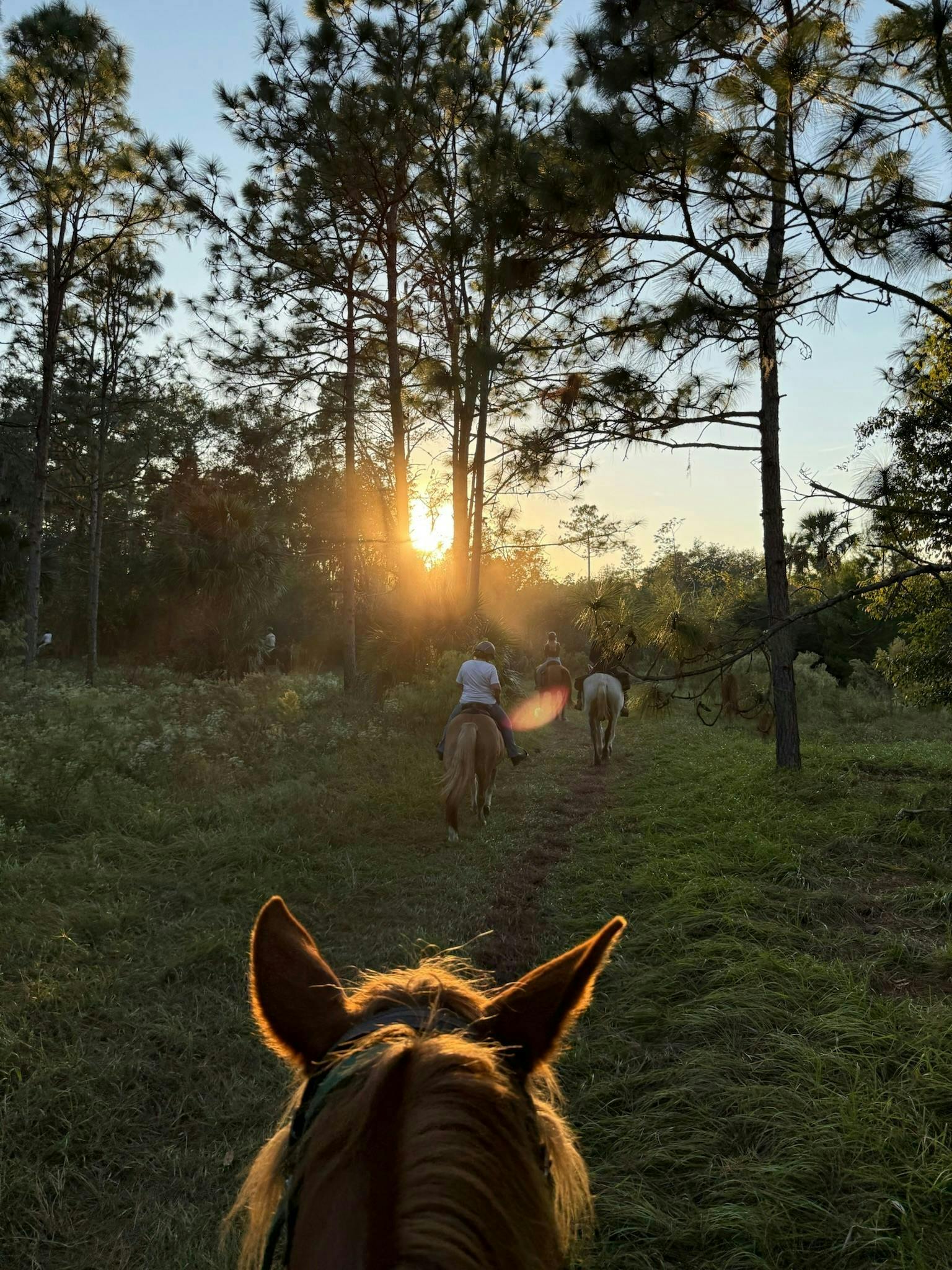 50-minute horseback trail ride in Central Florida