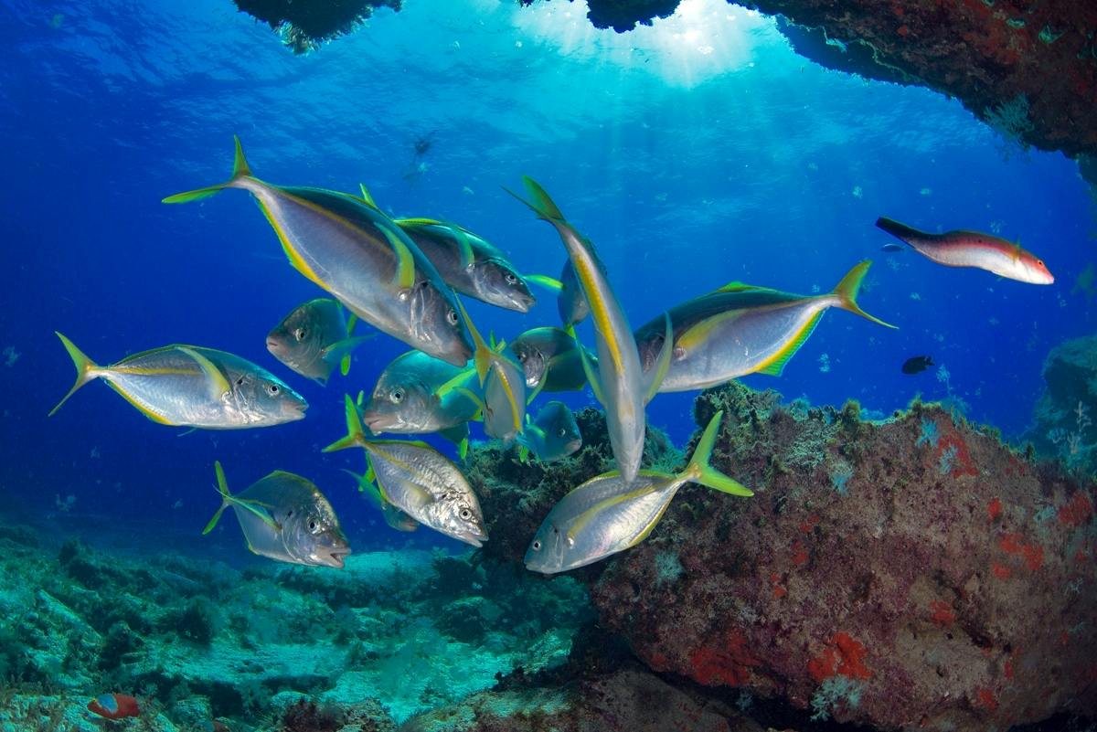 Double Scuba Diving Experience in Pool & Sea for Beginners in Corralejo
