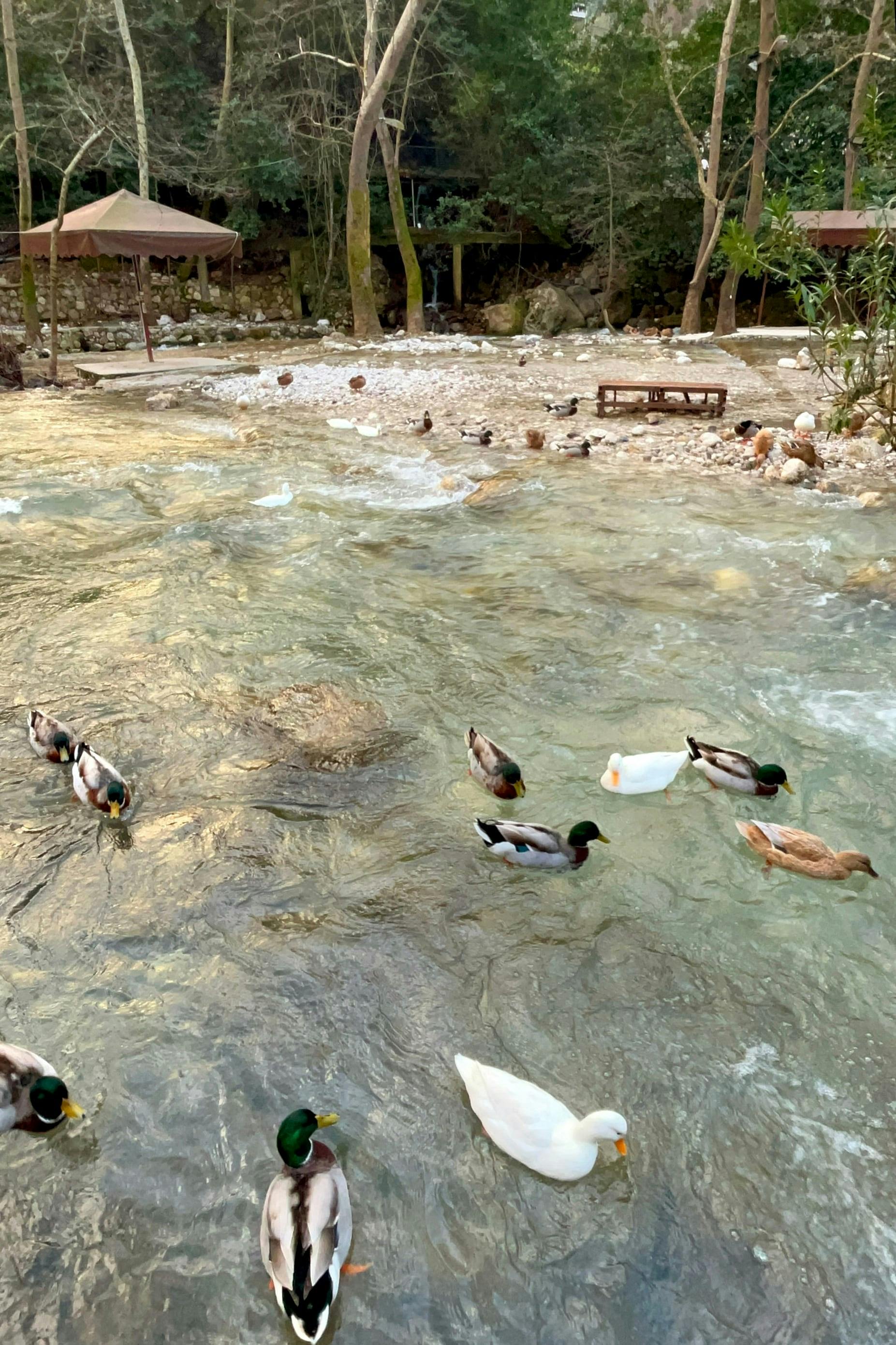 Olympos ancient city small group tour with fish on tile tasting in Ulupınar