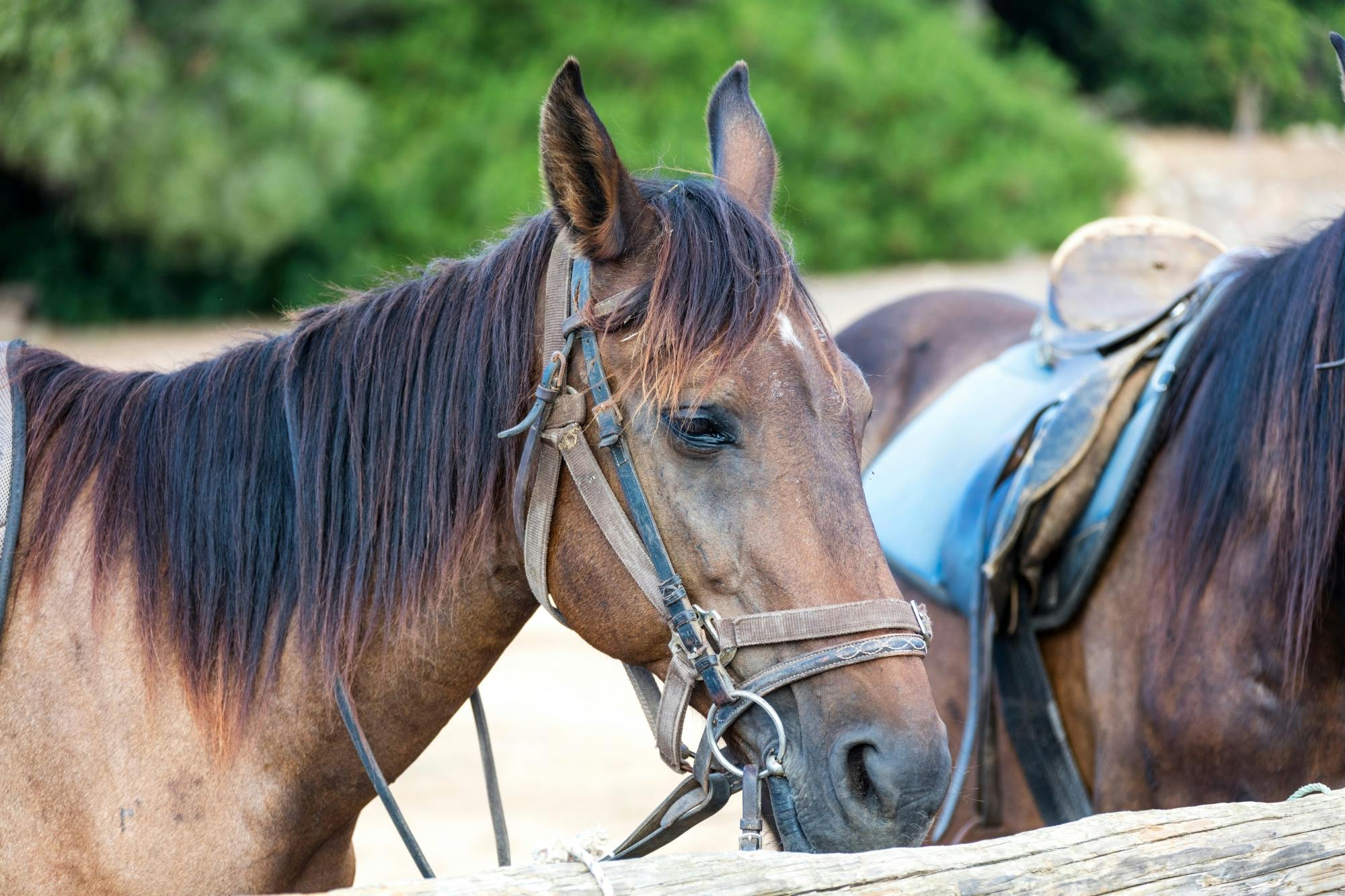 Horse riding in L'Aldosa