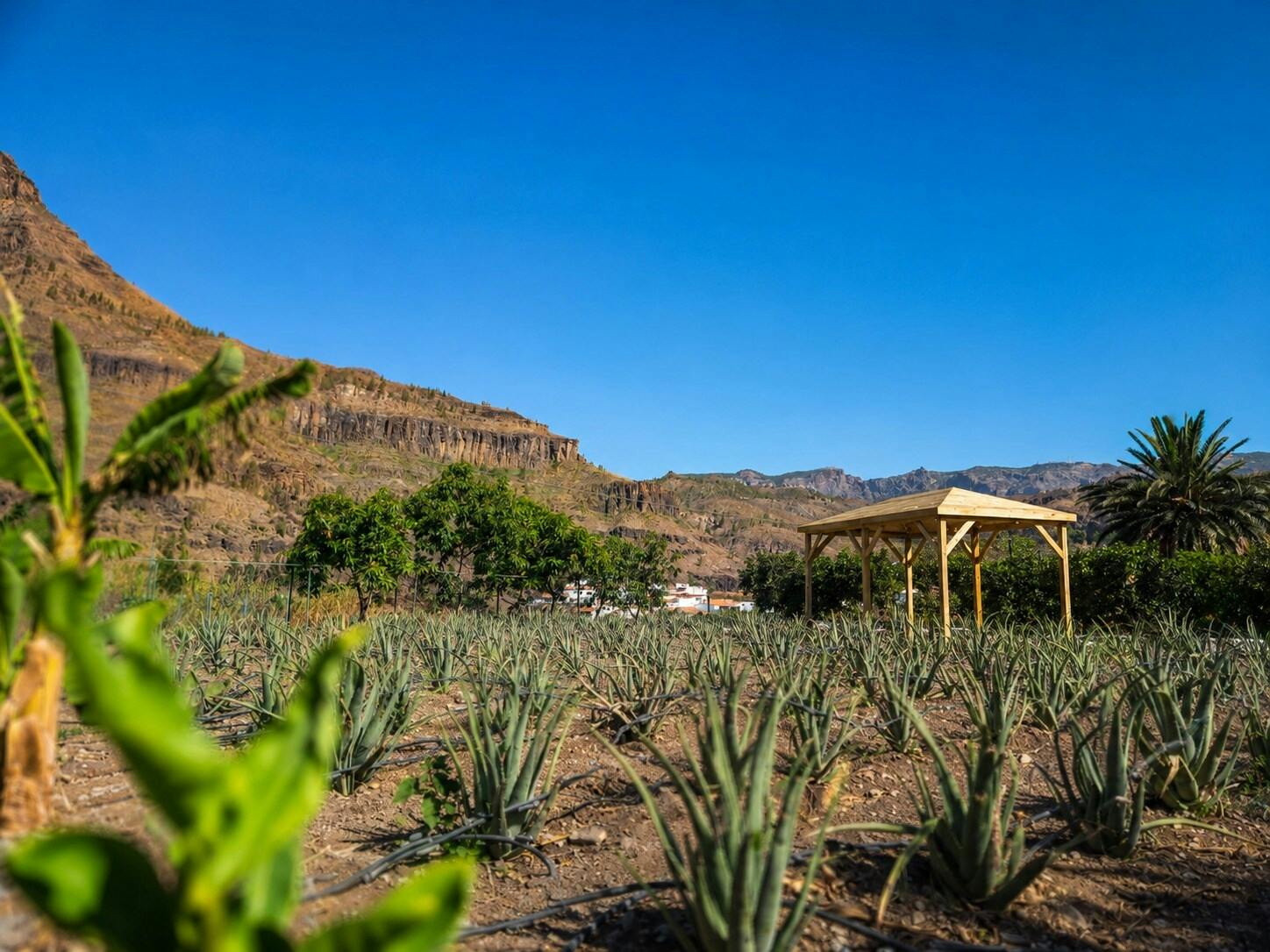 Gran Canaria 4x4 off-road adventure with ecological farm visit
