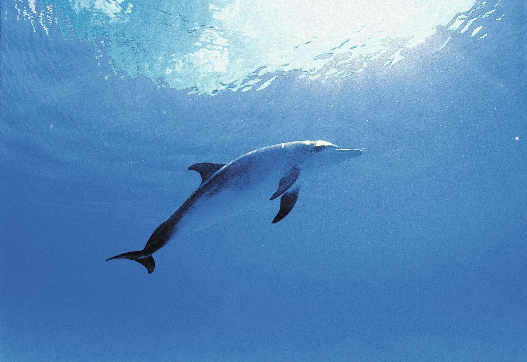 Dolphin encounter ticket at Isla Discovery