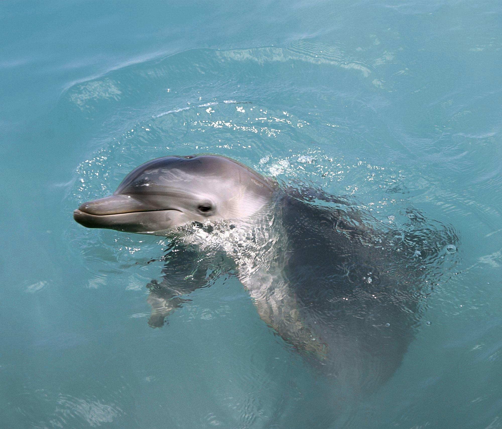 Dolphin encounter ticket at Isla Discovery