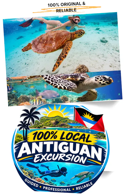 Snorkeling em St John's com tartarugas marinhas na Ilha Verde
