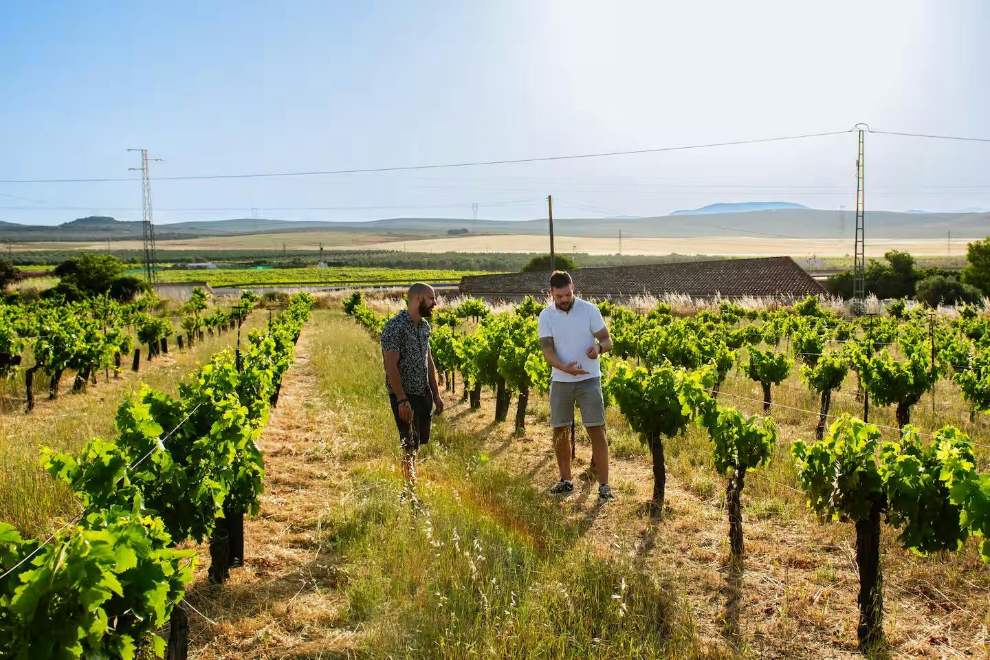Winery and olive oil mill tour and tasting with tapas