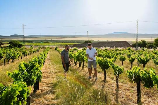 Visita guidata alla cantina e al frantoio con degustazione e tapas