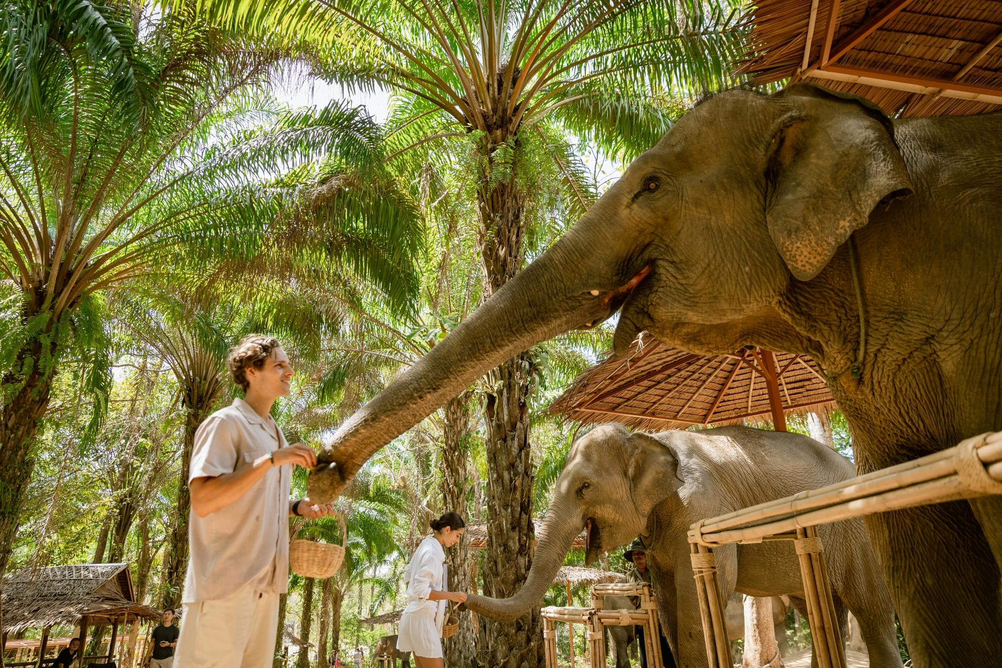 Elephant feeding experience ticket only