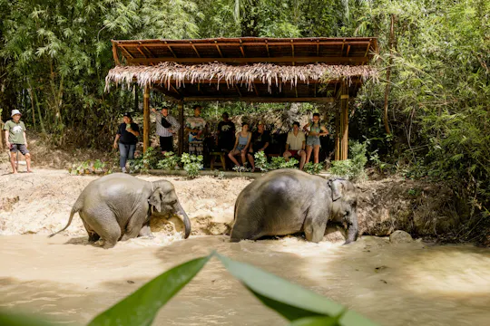 Esperienza di mezza giornata in un rifugio per elefanti con partenza da Khao Lak