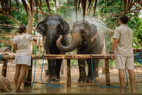 Halbtägiger Ausflug „Das Wesentliche der Elefantenpflege“ ab Khao Lak