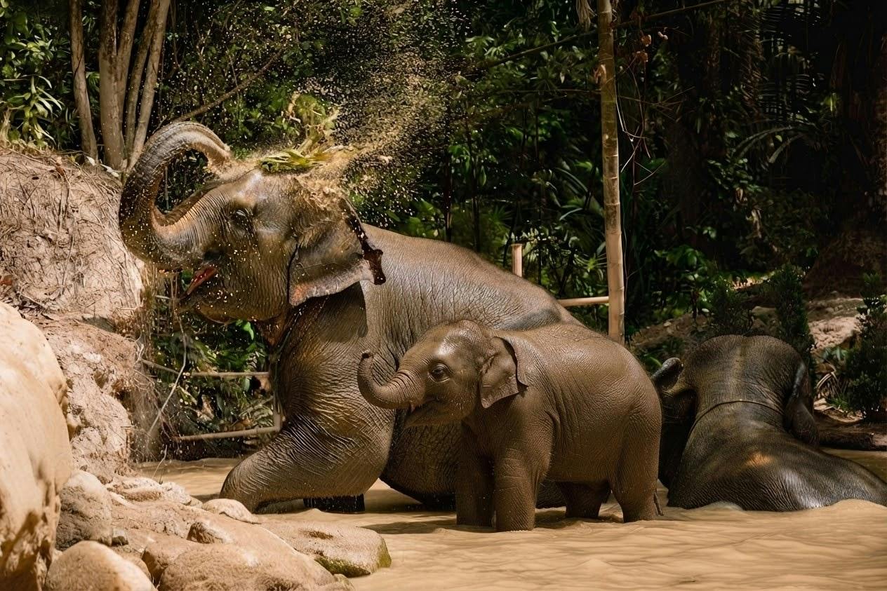 Half-day essence of elephant care experience from Khao Lak