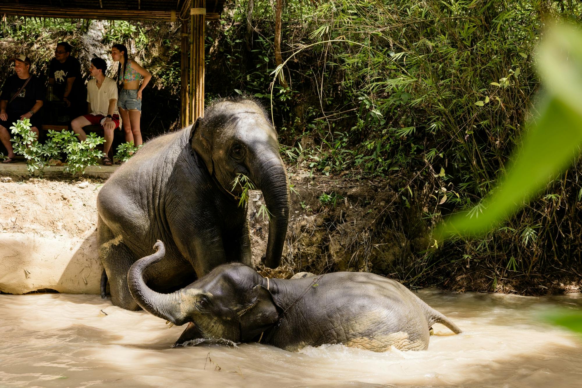 Half-day beyond elephant care experience from Khao Lak