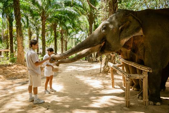 Elephant feeding experience ticket only