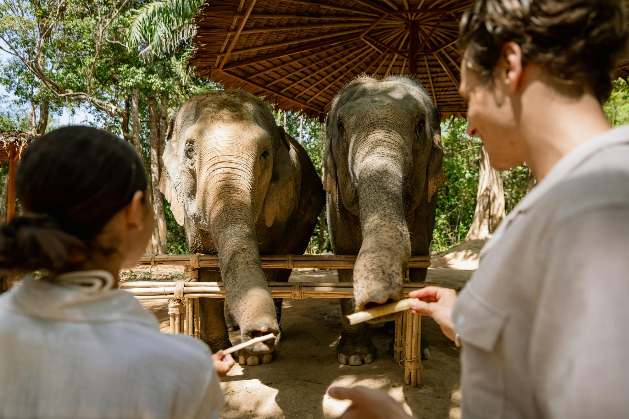 Elephant feeding experience ticket only
