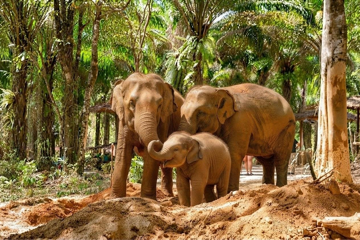 Half-day beyond elephant care experience from Khao Lak