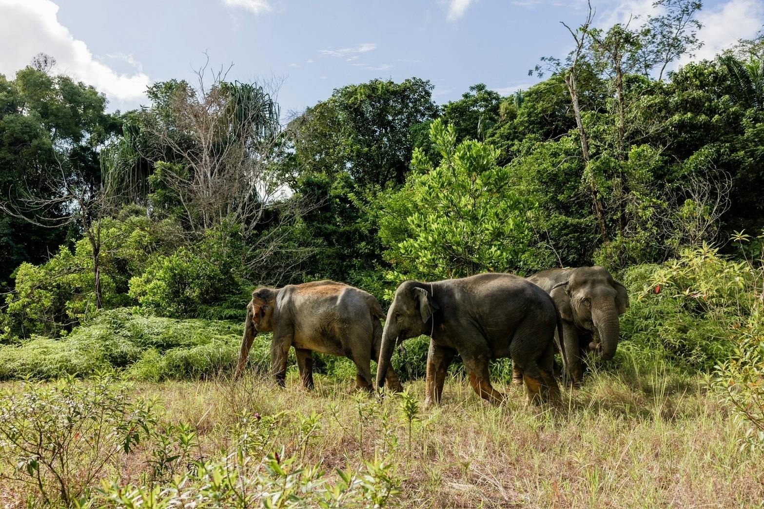 Half-day beyond elephant care experience from Khao Lak