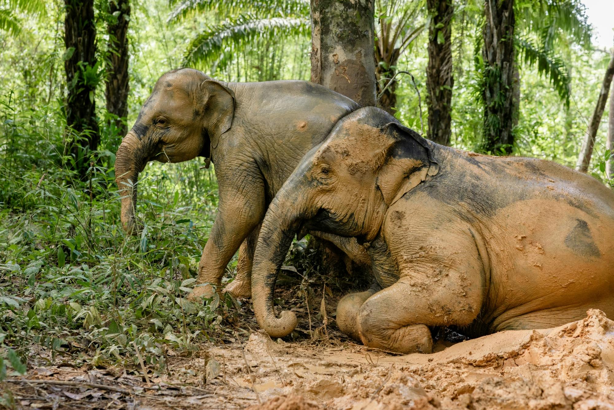 Half-day beyond elephant care experience from Khao Lak