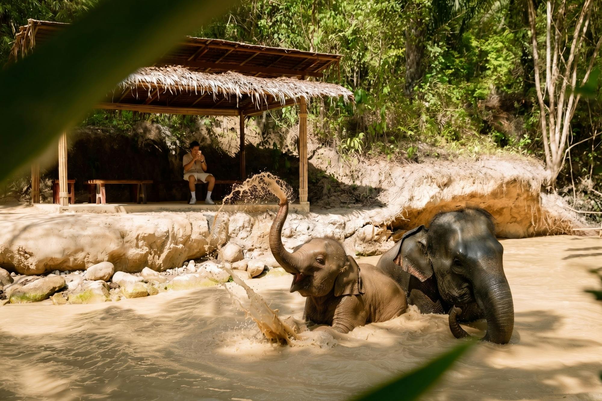 Half-day elephant sanctuary experience from Khao Lak
