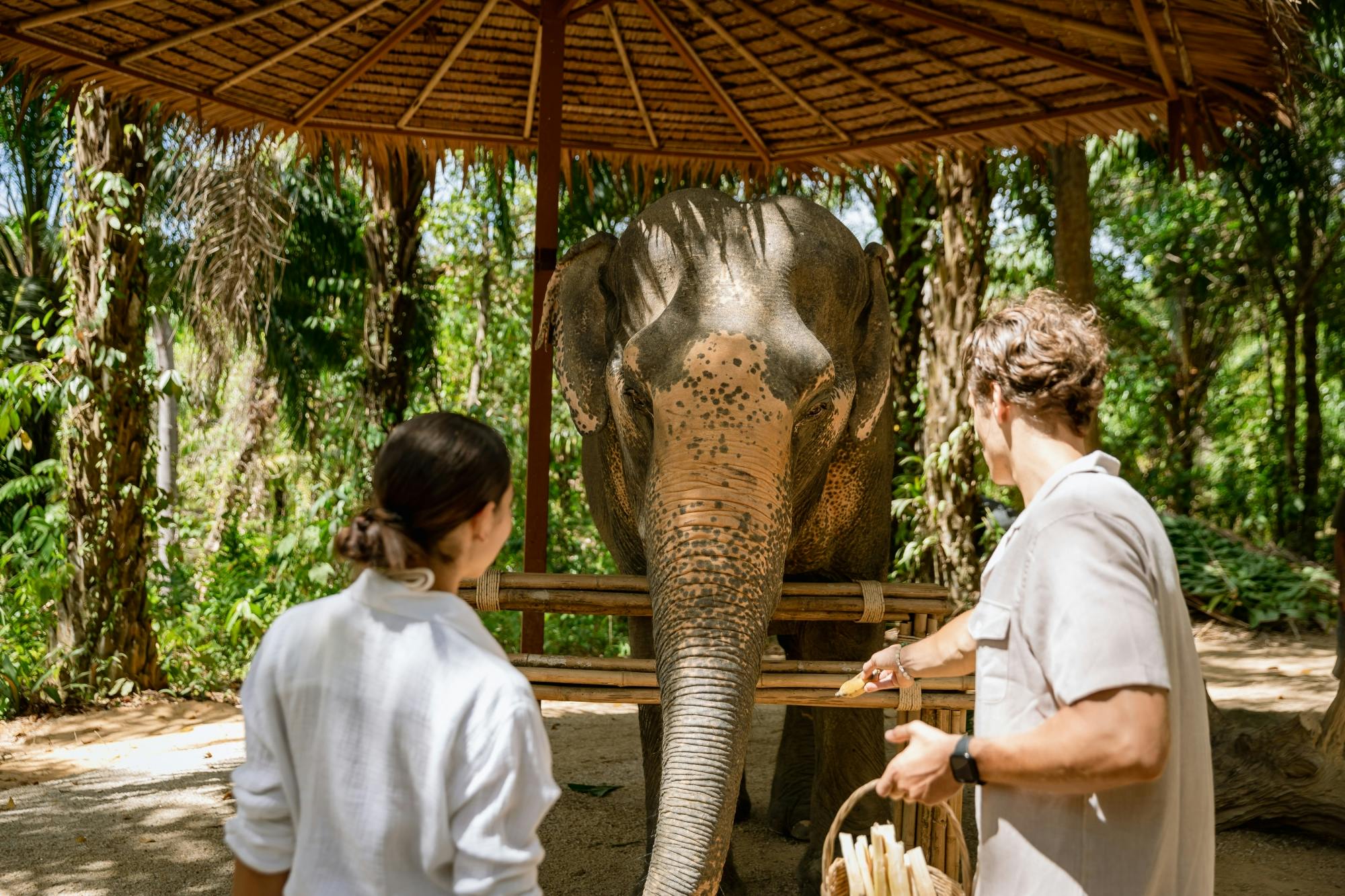 Half-day beyond elephant care experience from Khao Lak
