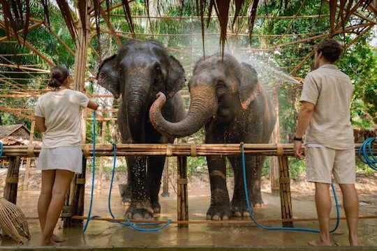 Half-day essence of elephant care experience from Khao Lak