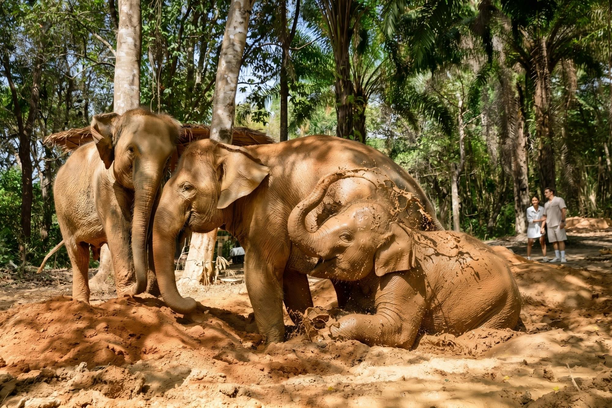 Half-day essence of elephant care experience from Khao Lak