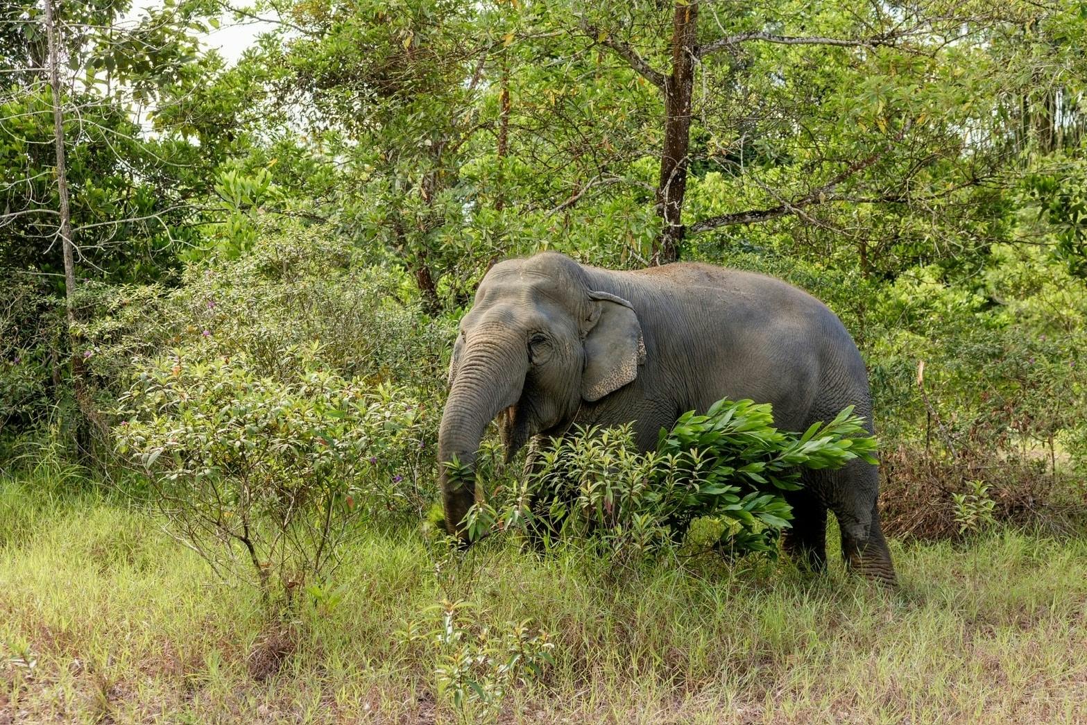 Half-day beyond elephant care experience from Khao Lak