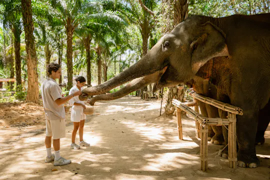 Billet seul pour l'expérience « Nourrir les éléphants » uniquement