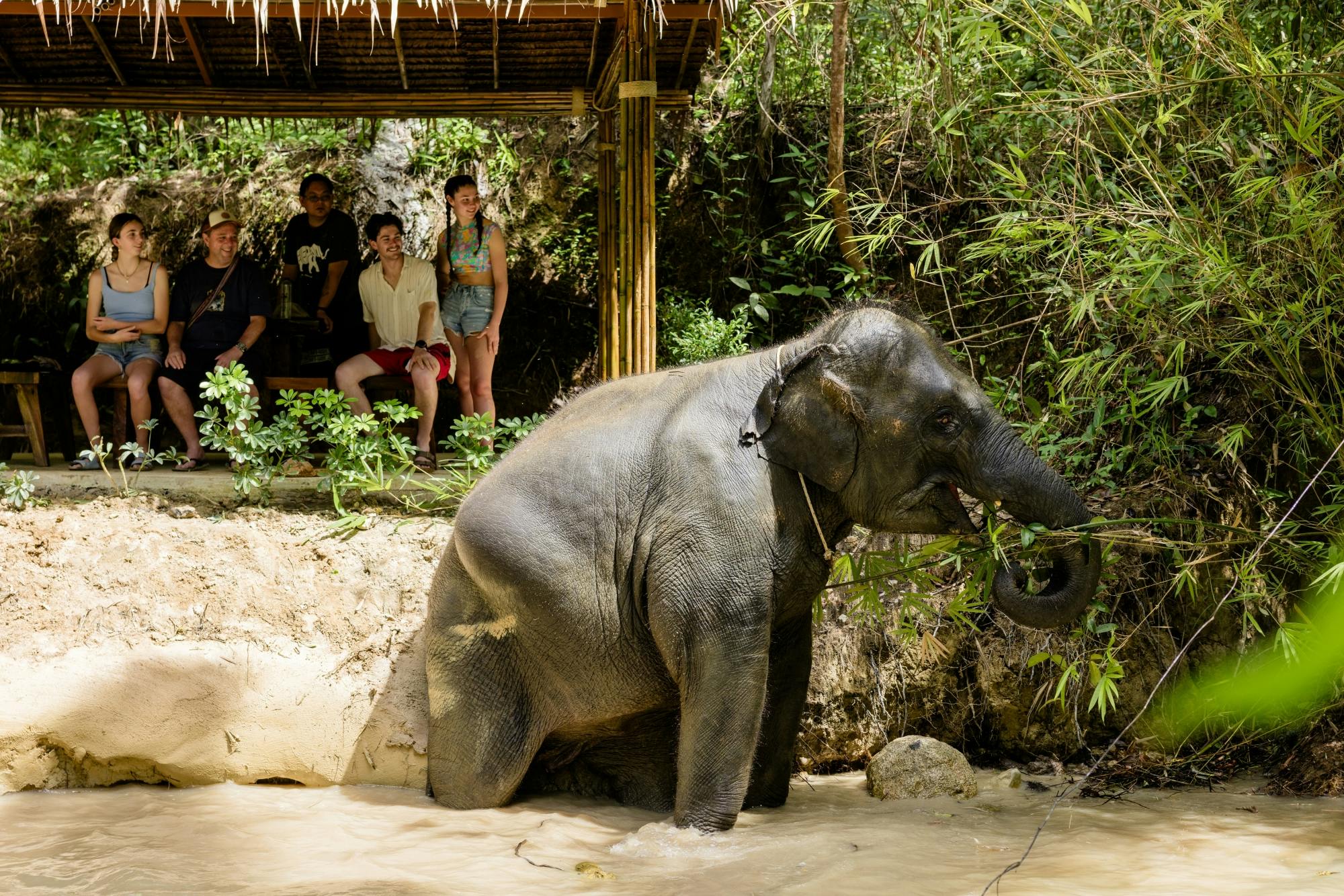 Half-day elephant sanctuary experience from Khao Lak