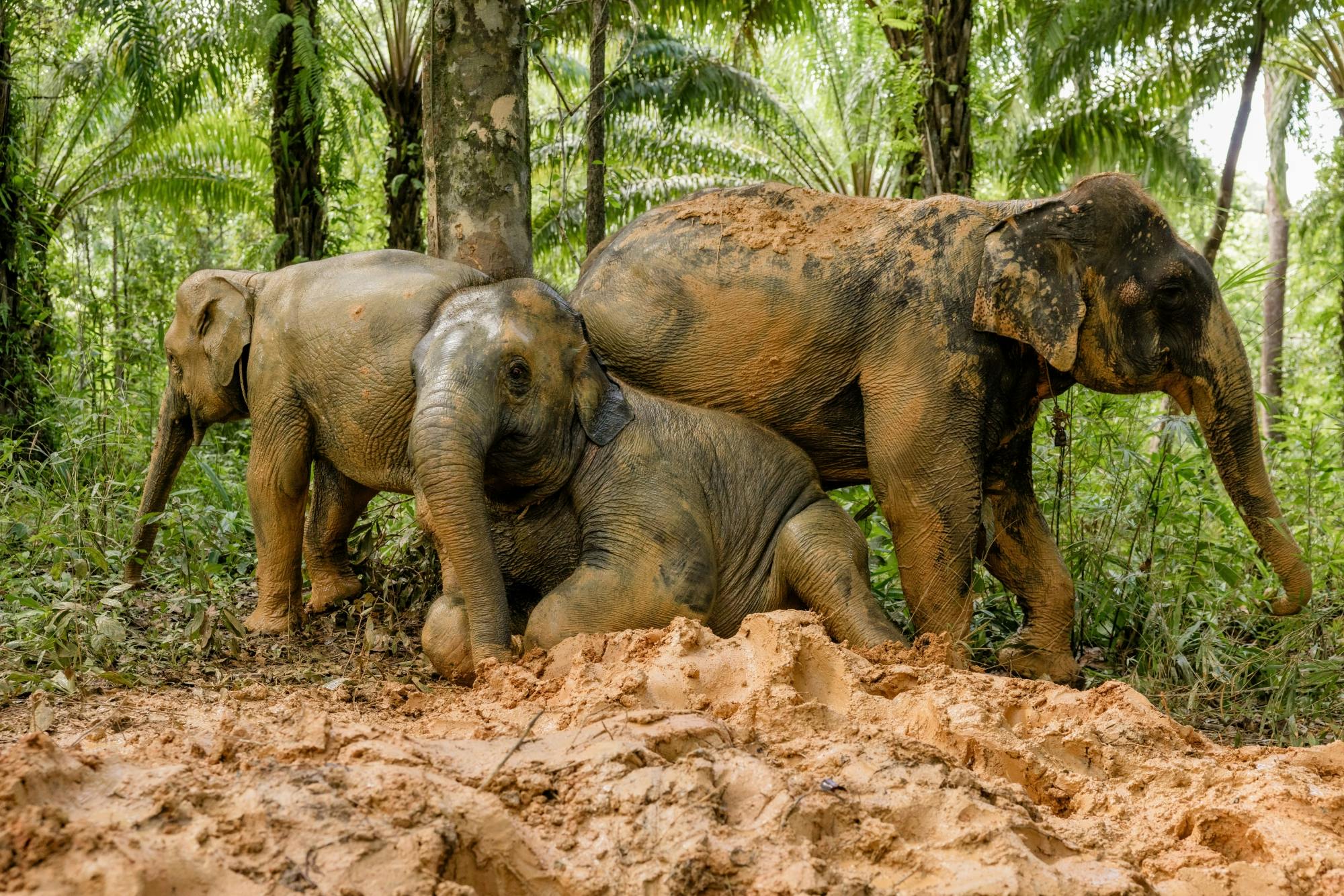 Half-day essence of elephant care experience from Khao Lak
