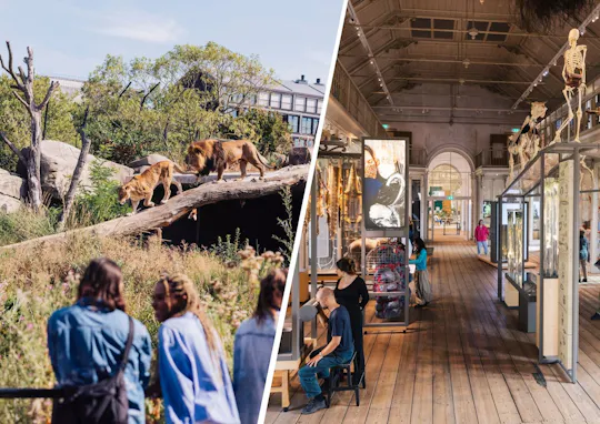 Biglietto d'ingresso per lo zoo reale ARTIS di Amsterdam e il Museo ARTIS-Groote