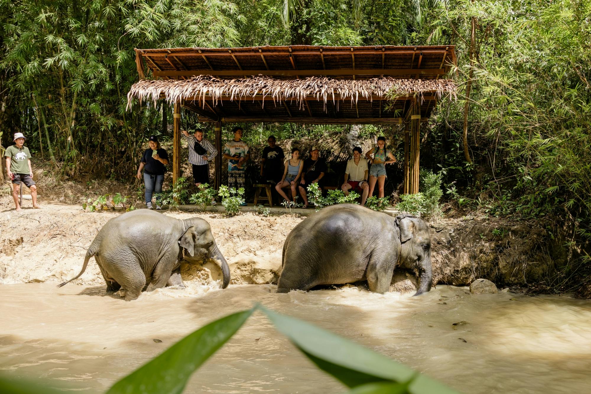 Halvdagsopplevelse på elefantreservatet fra Khao Lak