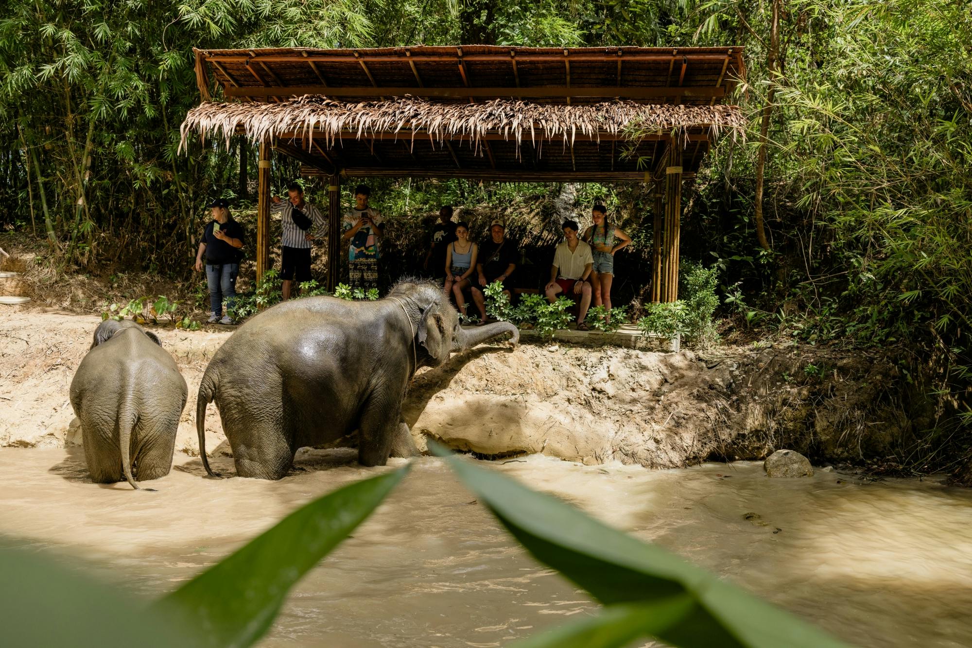 Half-day beyond elephant care experience from Khao Lak