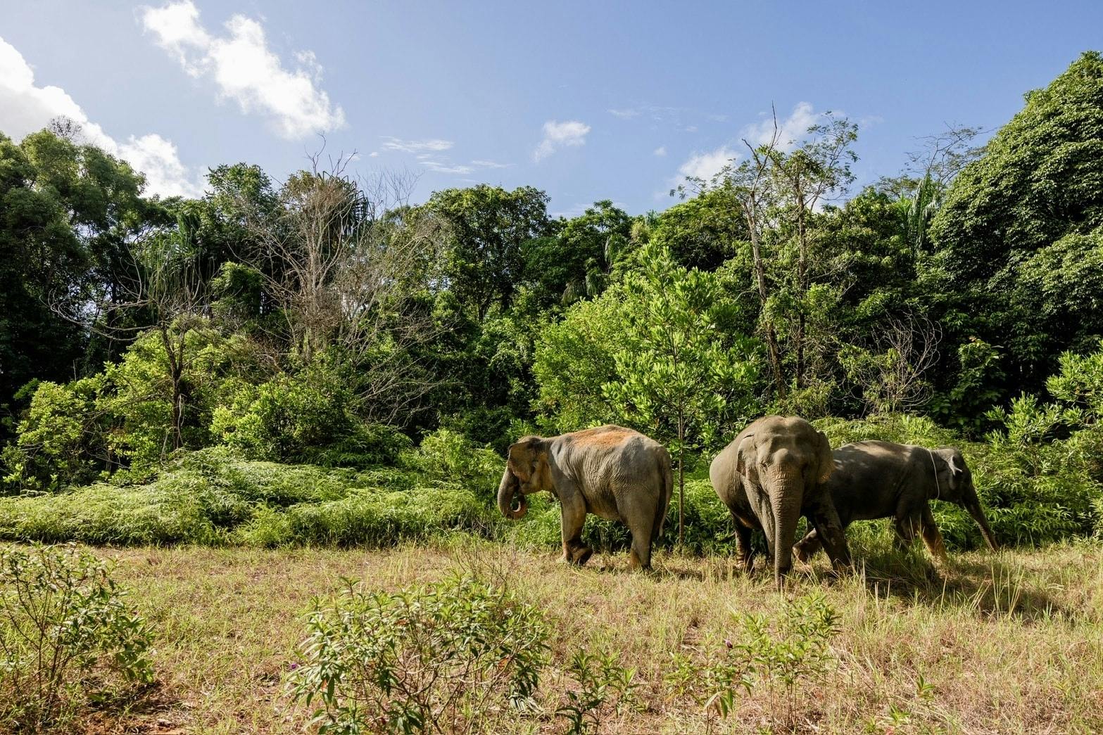 Half-day beyond elephant care experience from Khao Lak