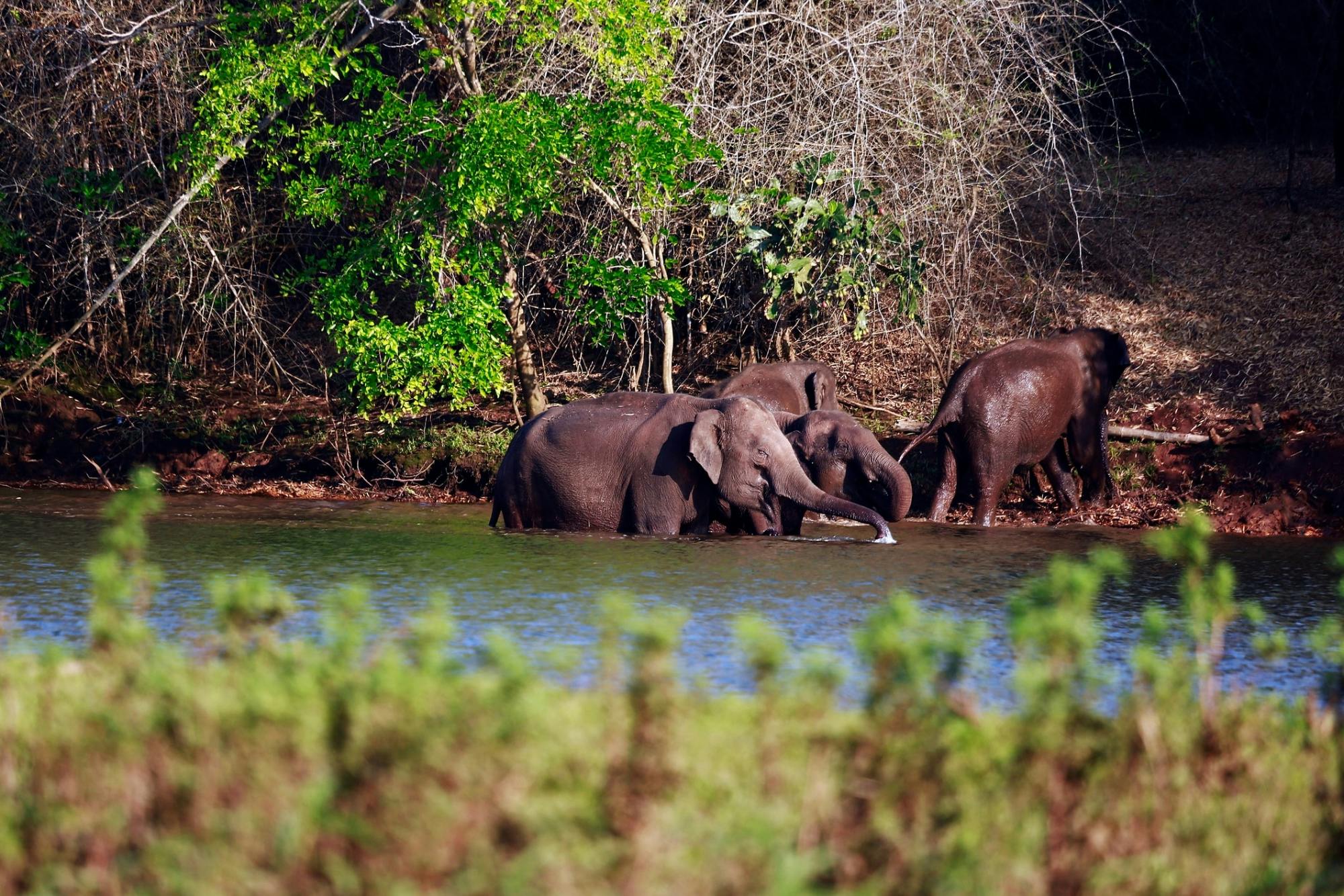 Goan jungle village tour with elephant experience